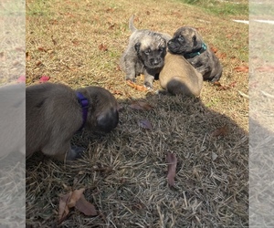 American Mastiff Puppy for sale in LONDONDERRY, OH, USA