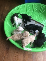 Labradoodle-Unknown Mix Puppy for sale in MIDDLETOWN, DE, USA