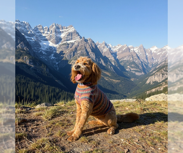Medium Photo #1 Goldendoodle Puppy For Sale in MIDWAY, UT, USA