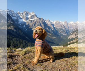 Goldendoodle Dogs for adoption in MIDWAY, UT, USA