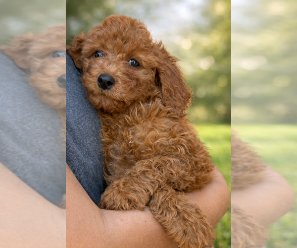 Medium Photo #1 Goldendoodle mix (+ Poodle Miniature) Puppy For Sale in CHULA VISTA, CA, USA