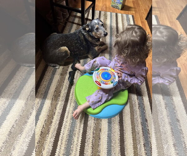 Medium Photo #5 Mutt Puppy For Sale in Garden City, NY, USA