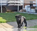 Small Photo #10 Golden Shepherd Puppy For Sale in HYATTSVILLE, MD, USA