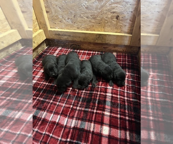 Medium Photo #3 Labrador Retriever Puppy For Sale in SABETHA, KS, USA