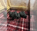 Small #2 Labrador Retriever