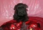 Small Photo #2 Havanese Puppy For Sale in CLINTON, AR, USA