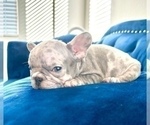 Small Photo #8 French Bulldog Puppy For Sale in LAS VEGAS, NV, USA