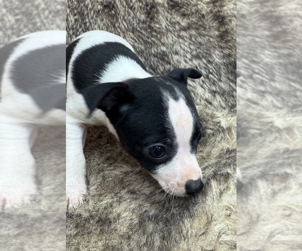 Medium Photo #8 Rat Terrier Puppy For Sale in WHITAKERS, NC, USA