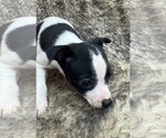 Small #7 Rat Terrier