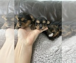 Puppy 1 Biewer Yorkie-Yorkshire Terrier Mix