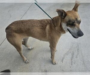 Carolina Dog-Unknown Mix Dogs for adoption in Temple, TX, USA