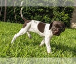 Small Photo #6 German Shorthaired Pointer Puppy For Sale in MESQUITE, TX, USA
