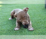 Small #2 American Pit Bull Terrier