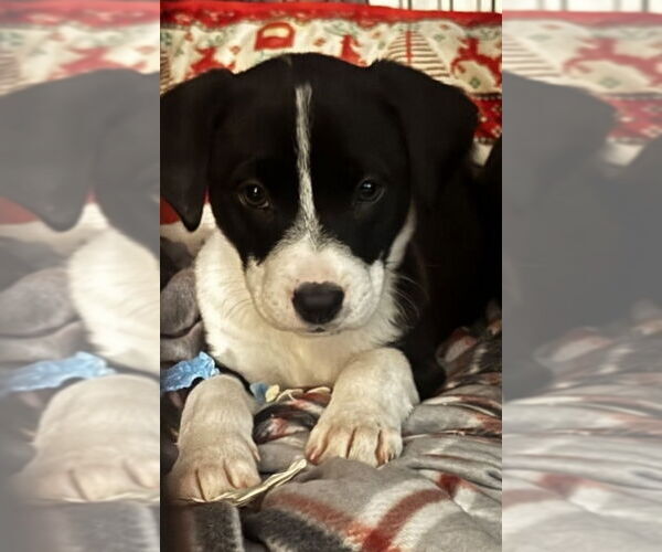 Medium Photo #1 American Pit Bull Terrier-American Staffordshire Terrier Mix Puppy For Sale in Chester, VA, USA