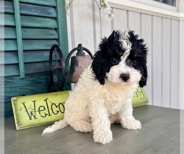 Medium Photo #1 Cavapoo (Miniature) Puppy For Sale in DUNDEE, OH, USA
