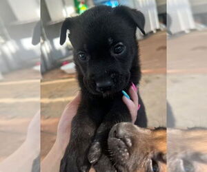 Labrador Retriever-Unknown Mix Dogs for adoption in Dana Point, CA, USA