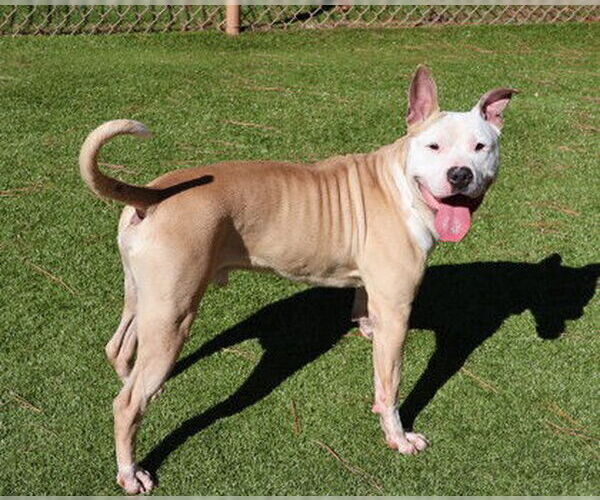 Medium Photo #5 American Bulldog-Labrador Retriever Mix Puppy For Sale in Rockaway, NJ, USA