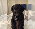 Small Photo #4 Maltipoo Puppy For Sale in ATLANTA, GA, USA