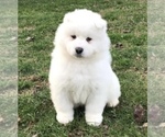 Small Photo #15 Samoyed Puppy For Sale in BAXTER, TN, USA