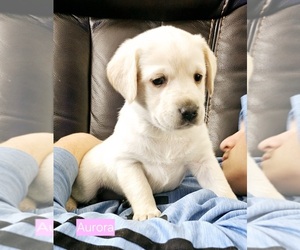 Labrador Retriever Puppy for sale in IOWA FALLS, IA, USA