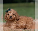 Small Photo #22 Maltipoo (Miniature) Puppy For Sale in WARSAW, IN, USA