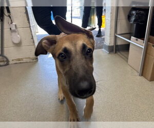 Mutt Dogs for adoption in San Bernardino, CA, USA