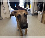 PHOENIX - Male Mutt Dog for Adoption - Small photo