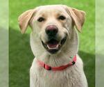Small Labrador Retriever Mix