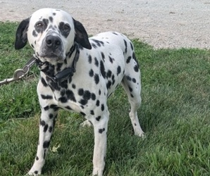 Father of the Dalmatian puppies born on 06/09/2025