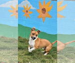 Small #1 Basset Hound Mix