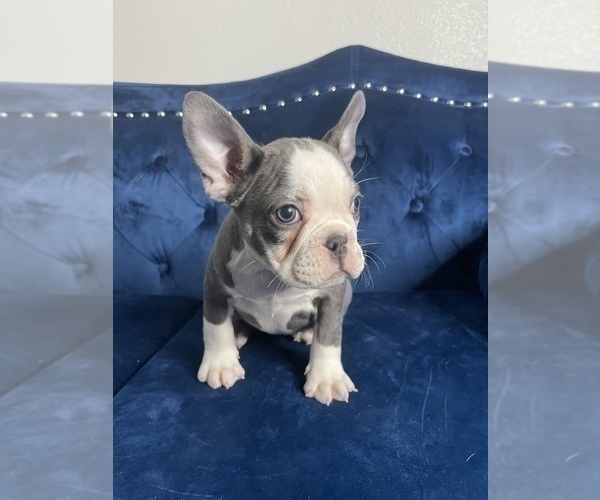 Medium Photo #20 French Bulldog Puppy For Sale in MENLO PARK, CA, USA
