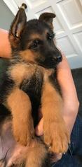 German Shepherd Dog Puppy for sale in WILSON, OK, USA