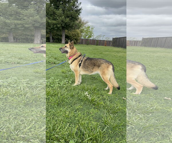 Medium Photo #3 German Shepherd Dog Puppy For Sale in Chico, CA, USA