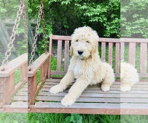 Goldendoodle Puppy for Sale in WEST ALEXANDRIA, Ohio USA