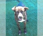 Small #12 American Pit Bull Terrier-Plott Hound Mix