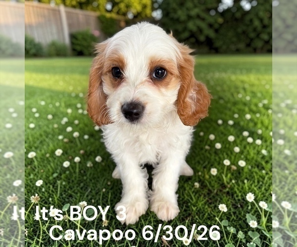 Medium Photo #12 Cavapoo (Miniature) Puppy For Sale in MONTPELIER, OH, USA