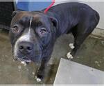Small American Pit Bull Terrier