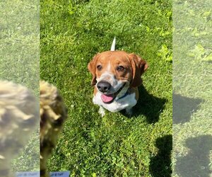Cooper - Male Beagle Dog for Adoption - Photo #11