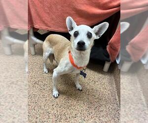 Chihuahua-Unknown Mix Dogs for adoption in Springfield, MA, USA