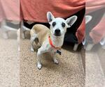 Small Chihuahua Mix