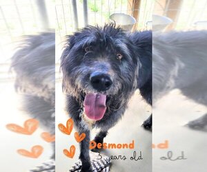 Mutt Dogs for adoption in Monte Vista, CO, USA