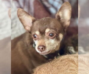 Chipin Dogs for adoption in Princeton, MN, USA