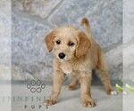 Small #2 Miniature Labradoodle