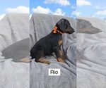 Small #2 Doberman Pinscher