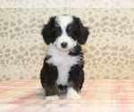 Small #1 Miniature Bernedoodle