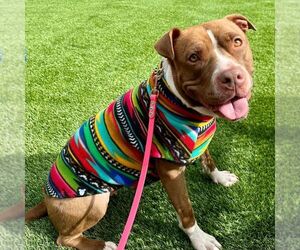 American Pit Bull Terrier-Unknown Mix Dogs for adoption in Boston, MA, USA