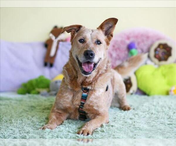 Medium Photo #2 Mutt Puppy For Sale in Tavares, FL, USA