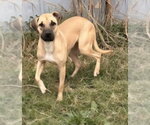 Small #5 Black Mouth Cur Mix