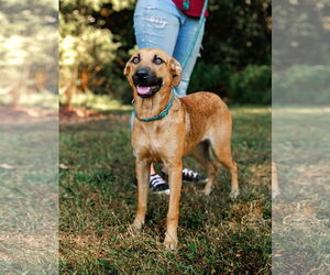 Black Mouth Cur-Unknown Mix Dogs for adoption in Sparta, TN, USA