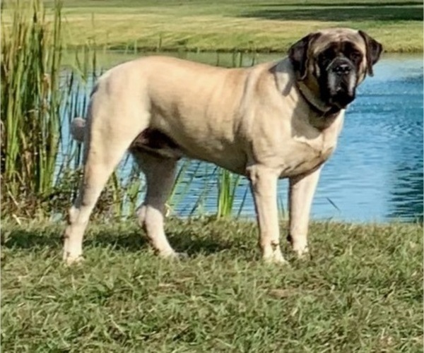 Medium Photo #13 Mastiff Puppy For Sale in HOCKLEY, TX, USA